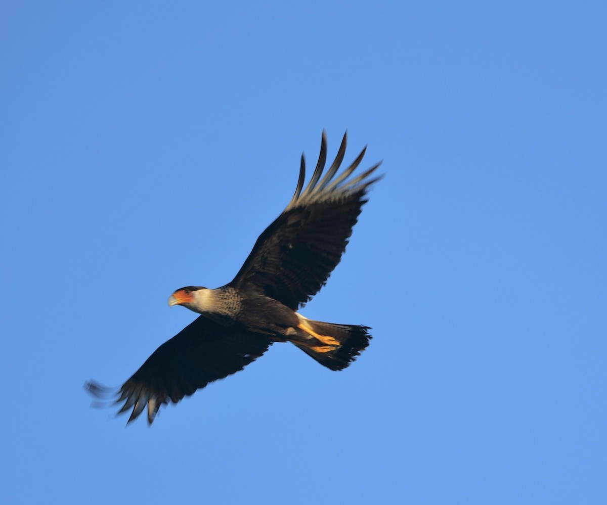 Crested Caracara - ML540469601