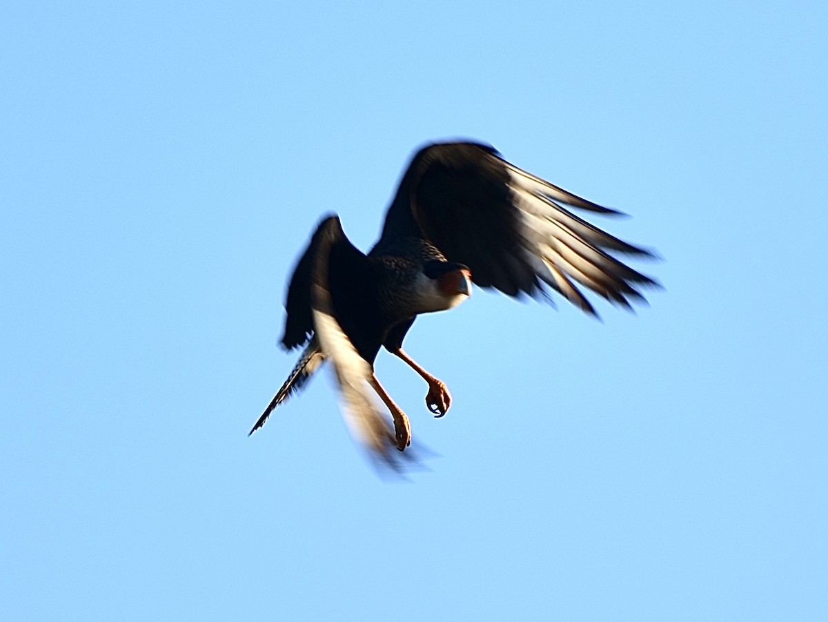 Crested Caracara - Barbara Coll