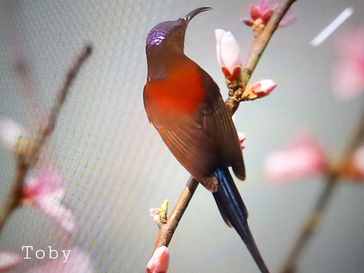 Black-throated Sunbird - ML540469681