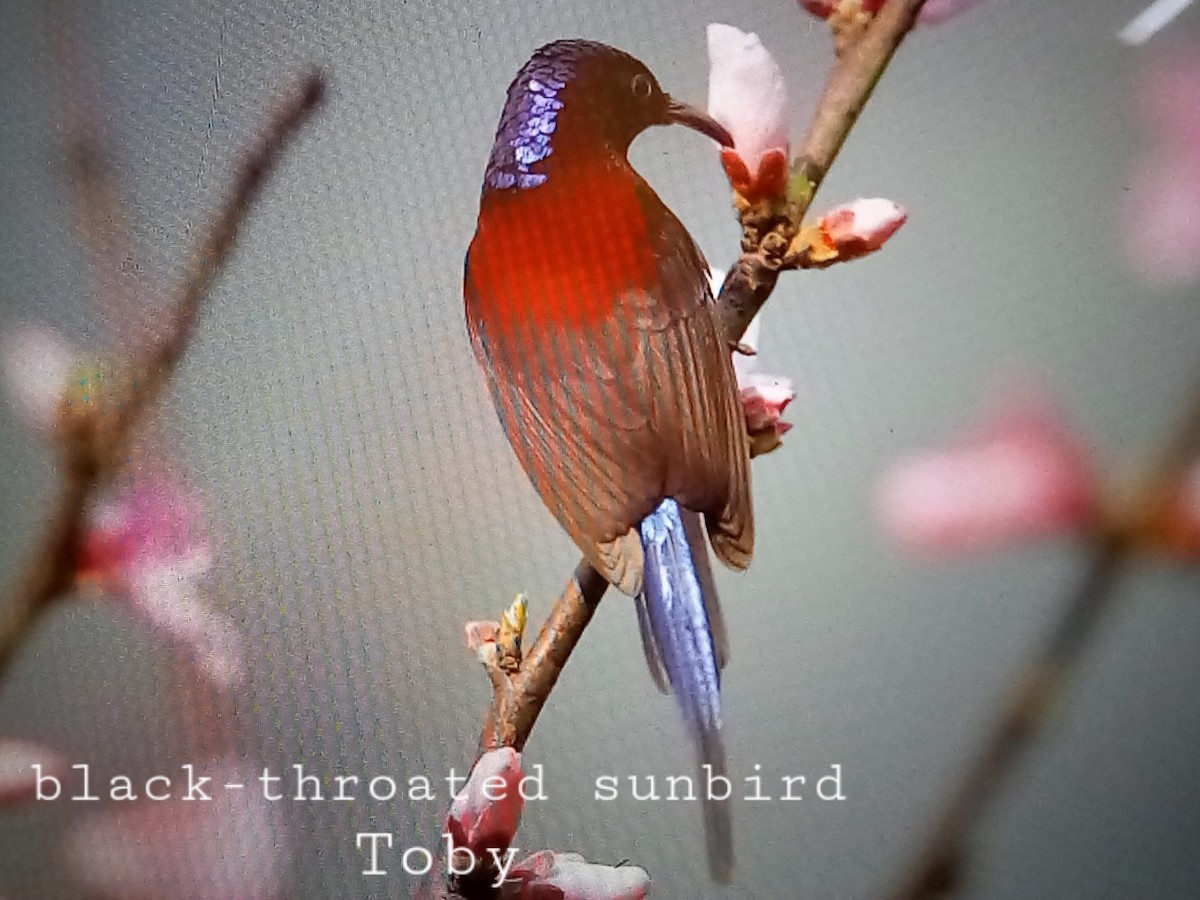 Black-throated Sunbird - ML540469691