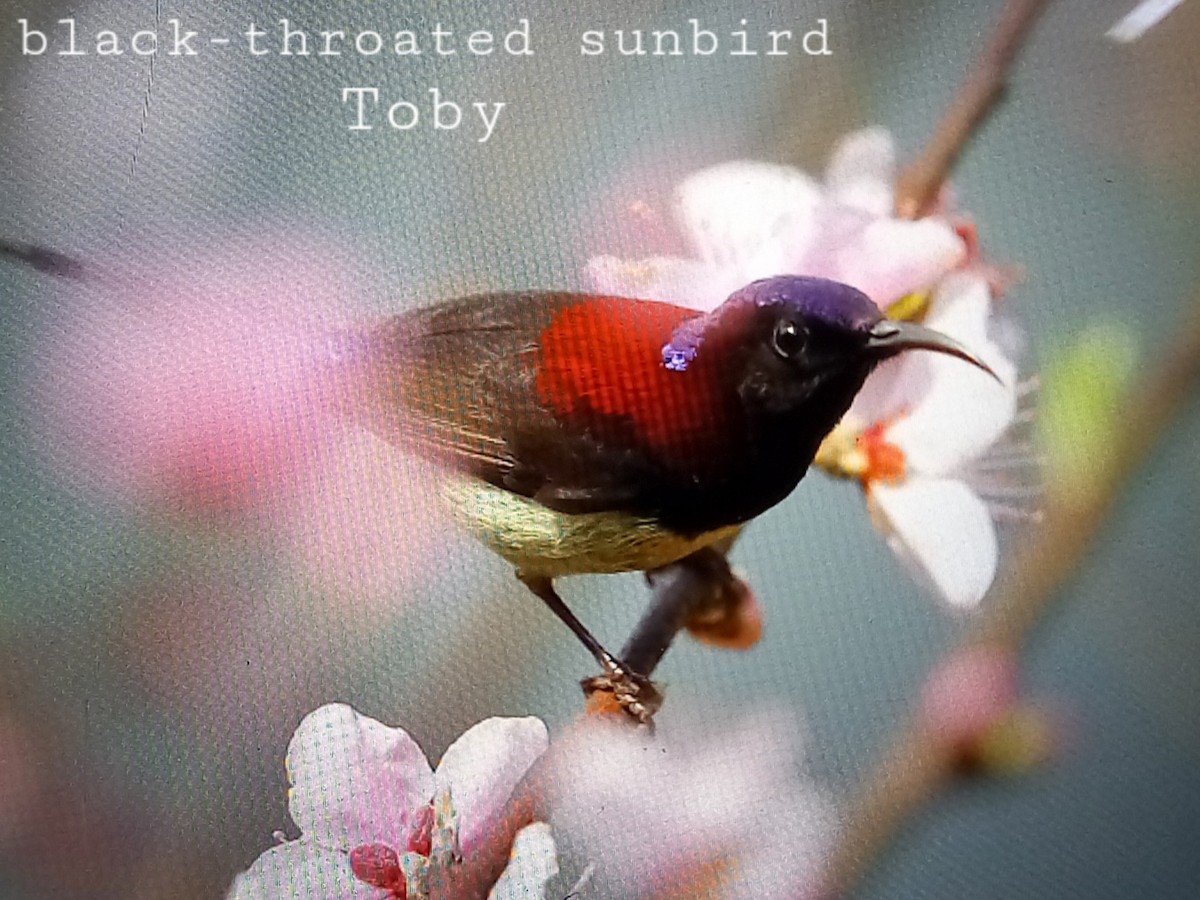 Black-throated Sunbird - ML540469701