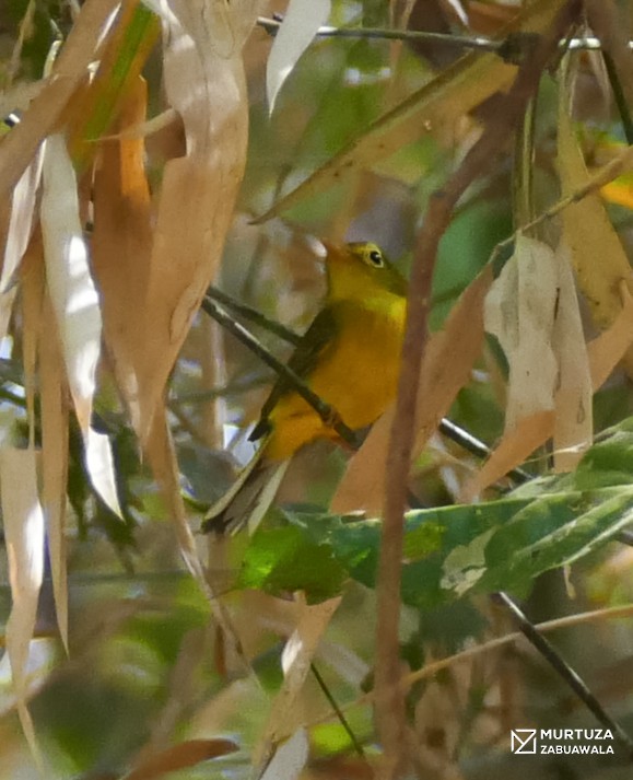 Mosquitero de Burke - ML540470091