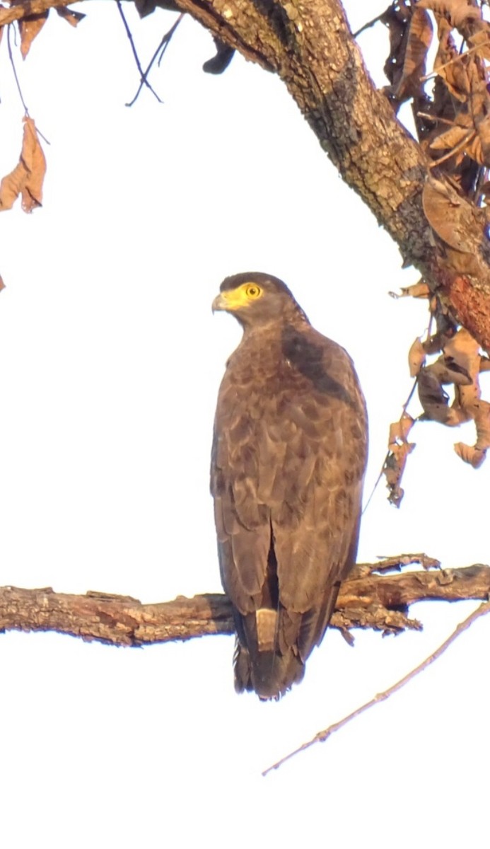 Crested Serpent-Eagle - ML540470171