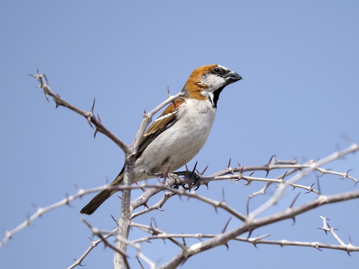 Great Rufous Sparrow - ML540470651