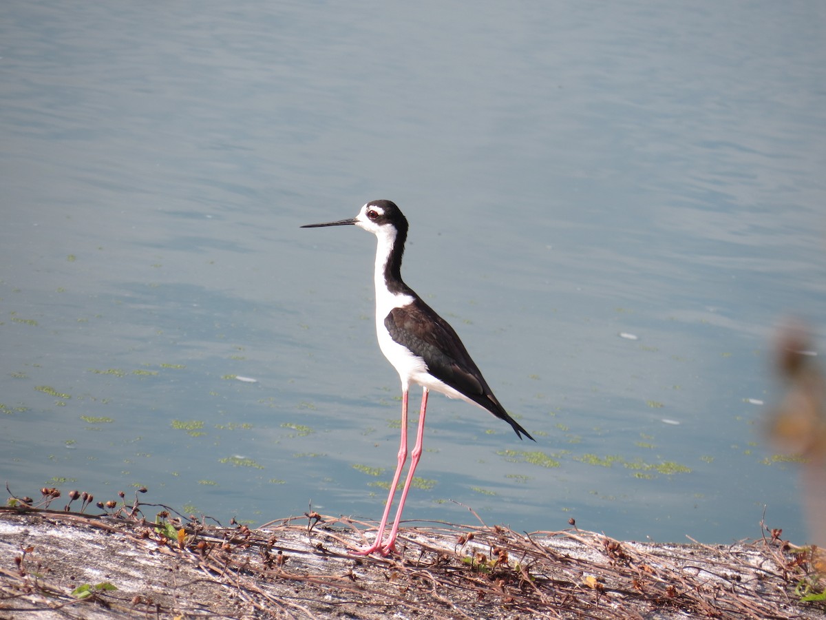 Cigüeñuela Cuellinegra - ML540471491