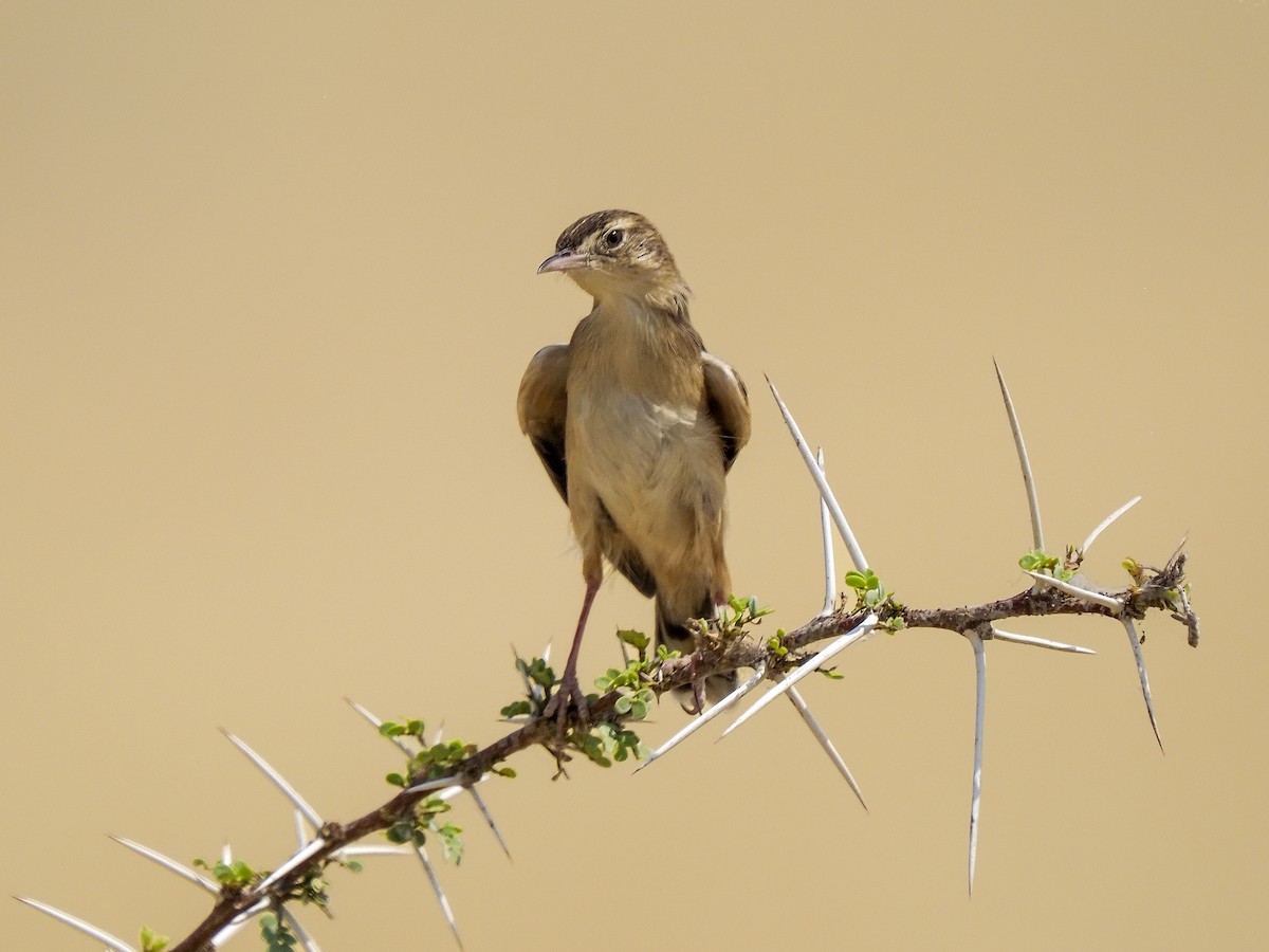 Desert Cisticola - ML540472001