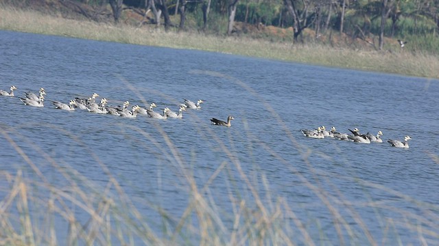 Bar-headed Goose - ML540474081