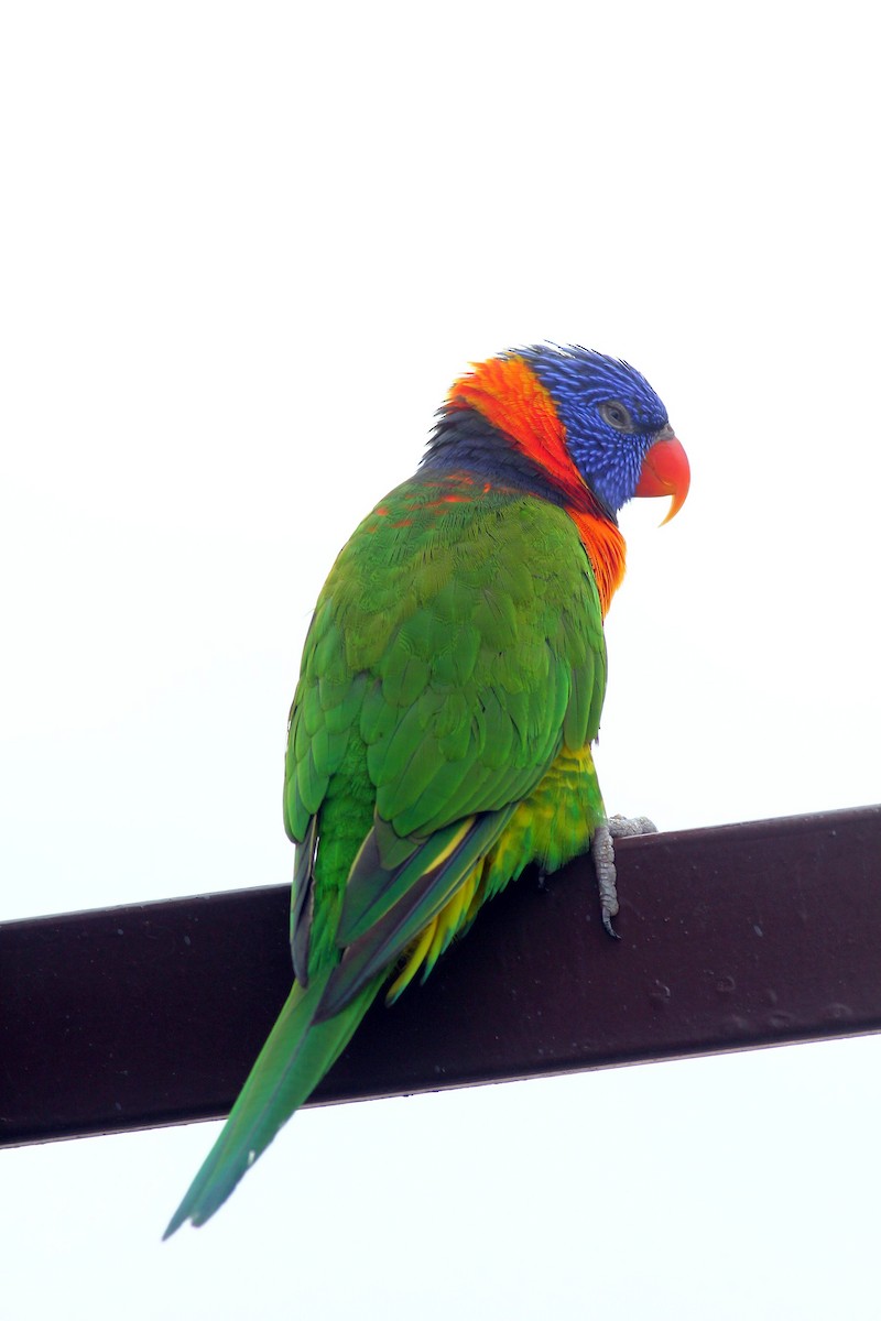 Rainbow Lorikeet - ML540474611