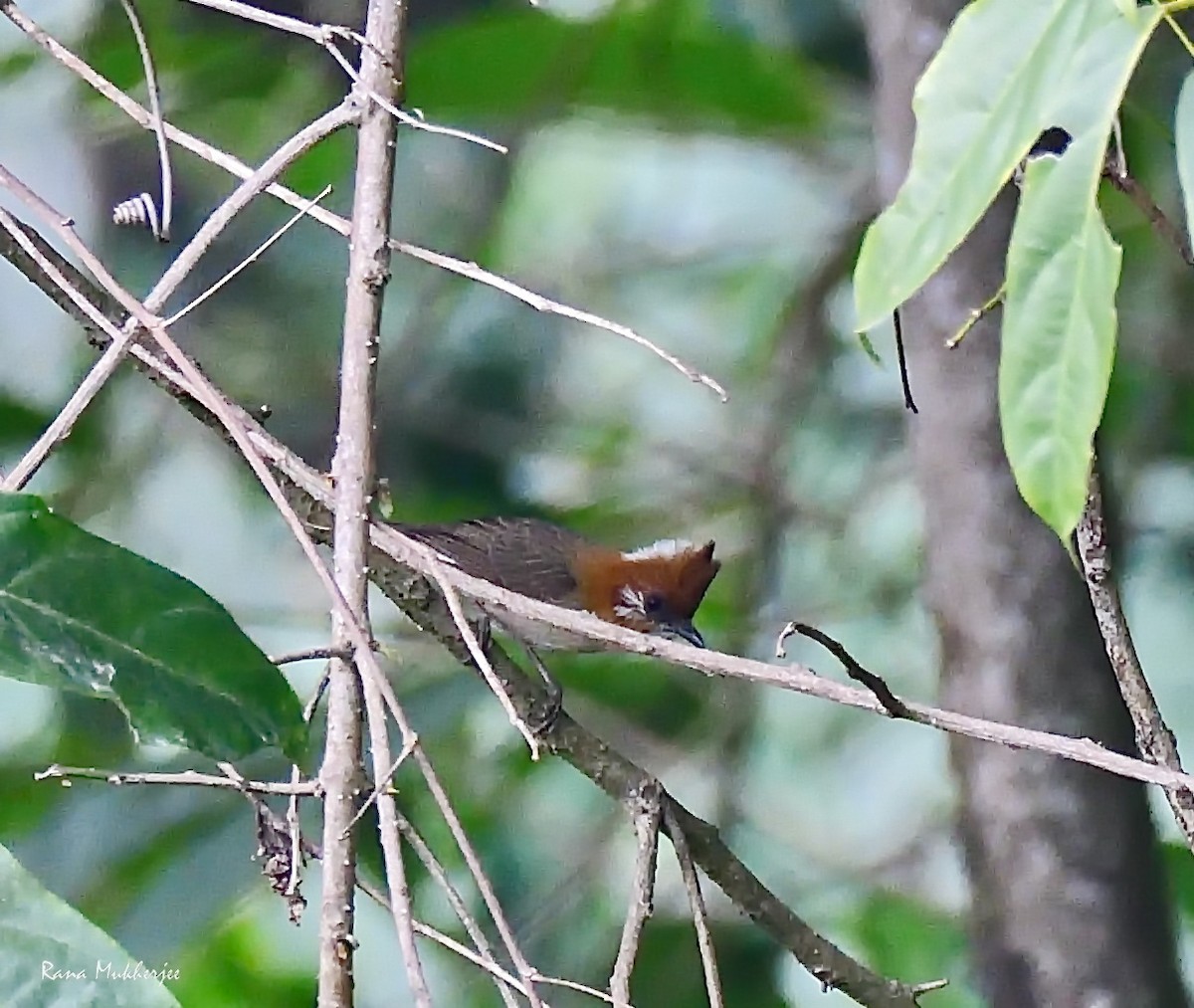 White-naped Yuhina - Rana Mukherjee