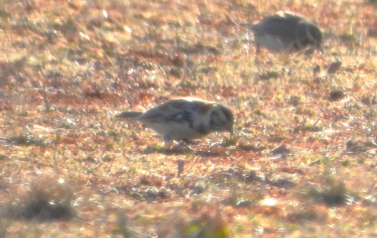 Lapland Longspur - ML540475311