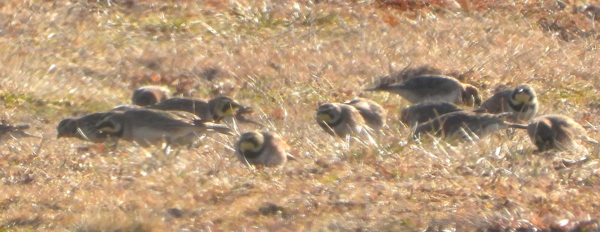 Horned Lark - ML540475321