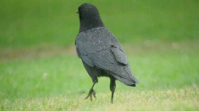 American Crow - ML540476281