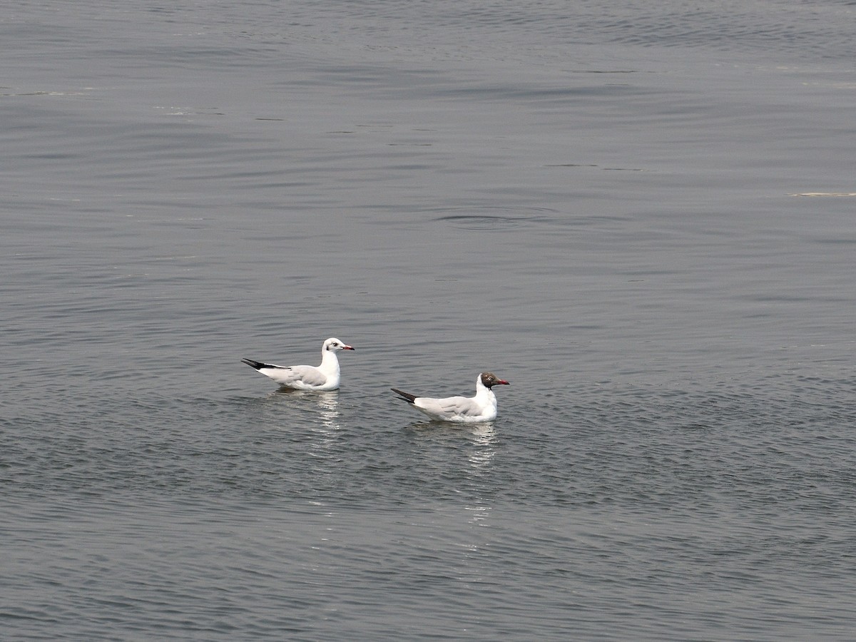 Brown-headed Gull - ML540476531