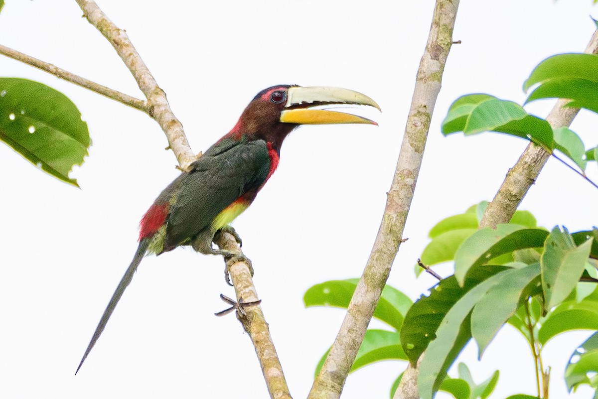 Ivory-billed Aracari (Brown-billed) - ML540476571