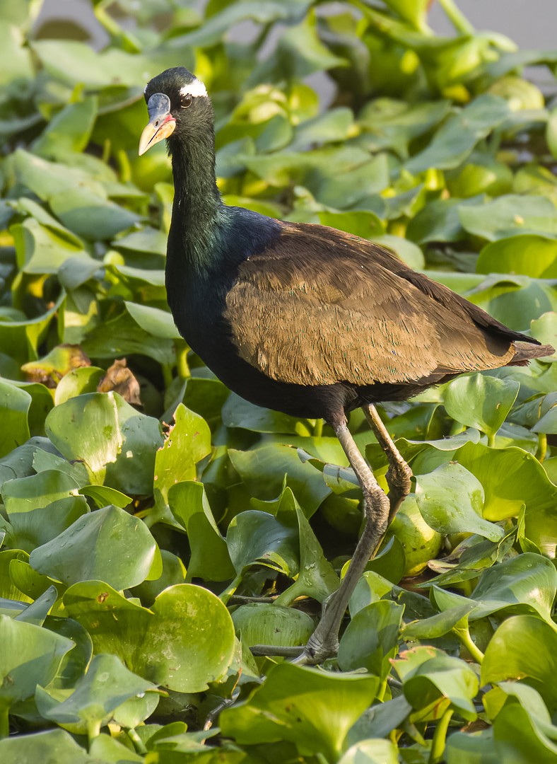 Jacana Bronceada - ML540476751