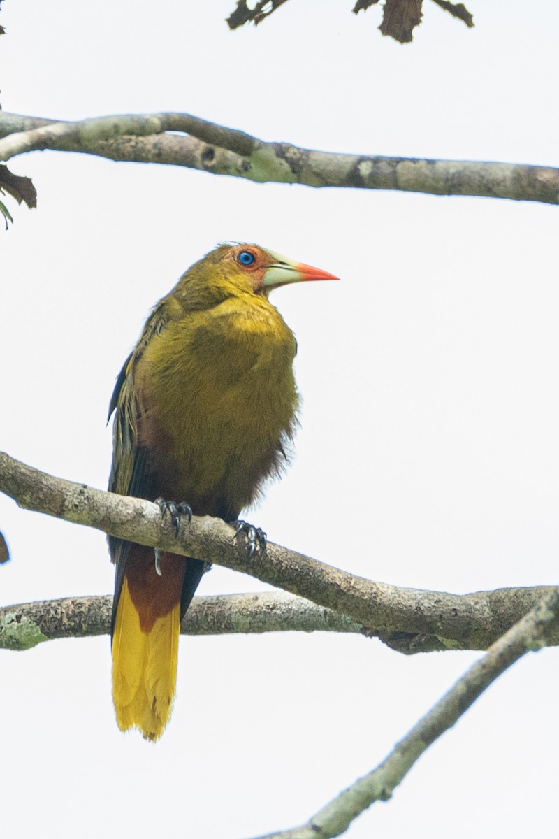 Green Oropendola - ML540477241