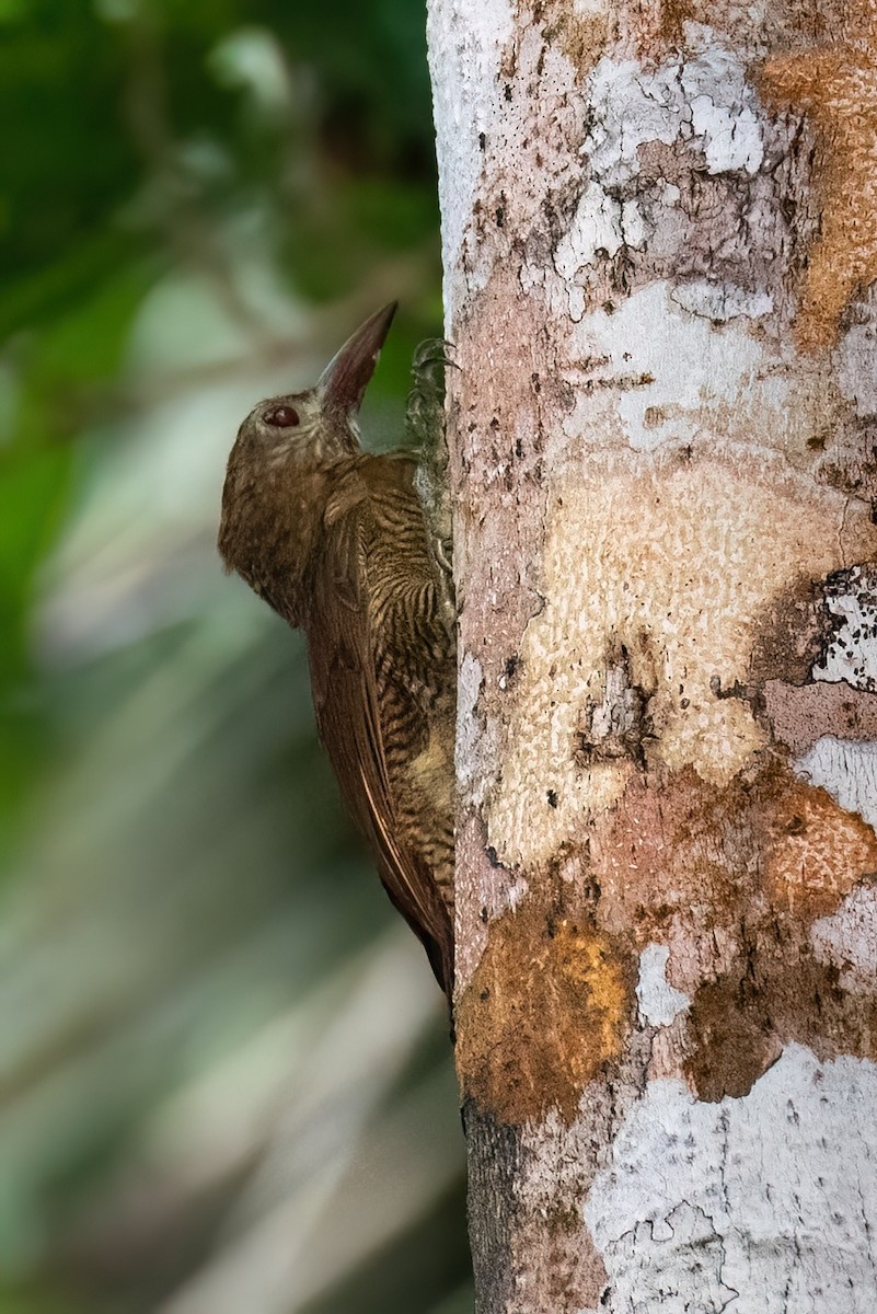 Bar-bellied Woodcreeper - Ralph Hatt