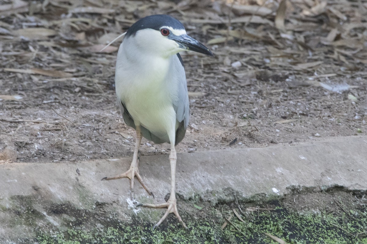 Black-crowned Night Heron - Nazes Afroz