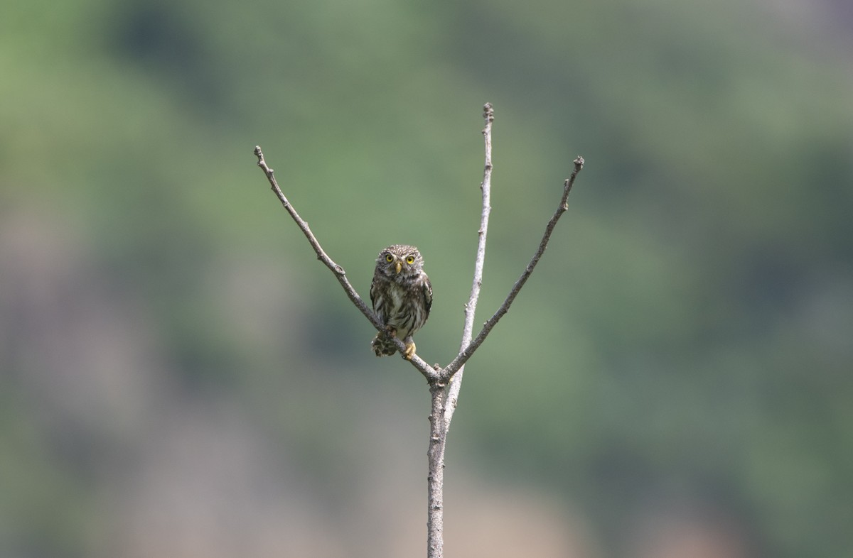 Peruvian Pygmy-Owl - David F. Belmonte