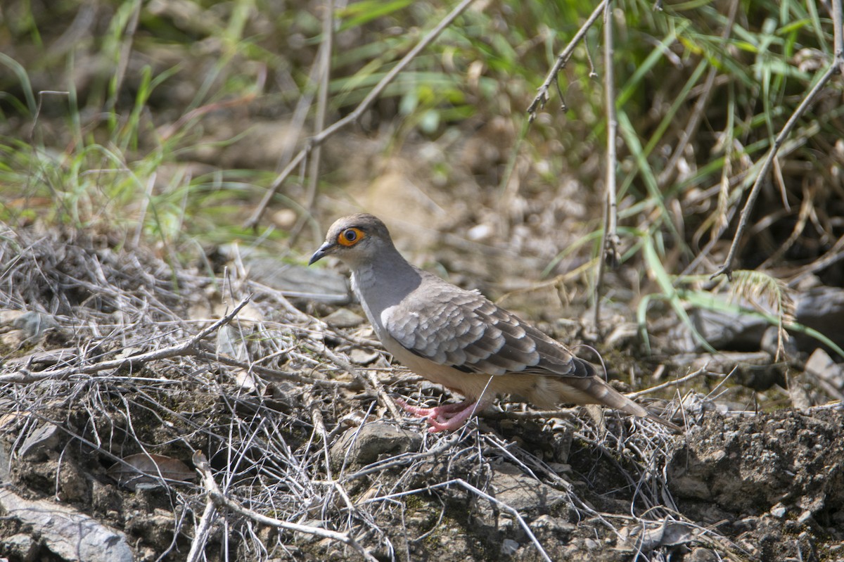 Bare-faced Ground Dove - ML540478531