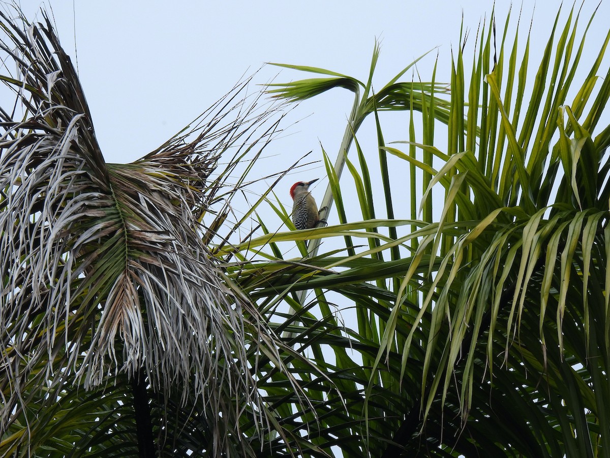 West Indian Woodpecker - Mario Pelletier