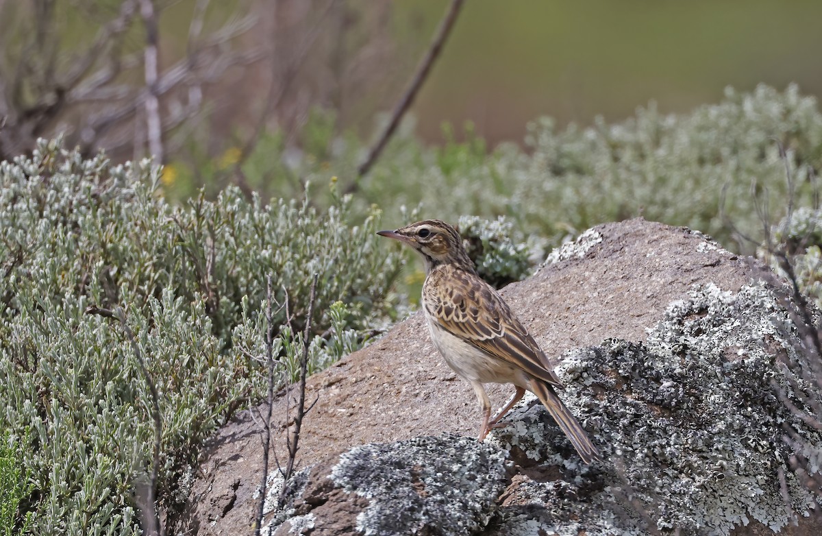 Mountain Pipit - Jim Lawrence