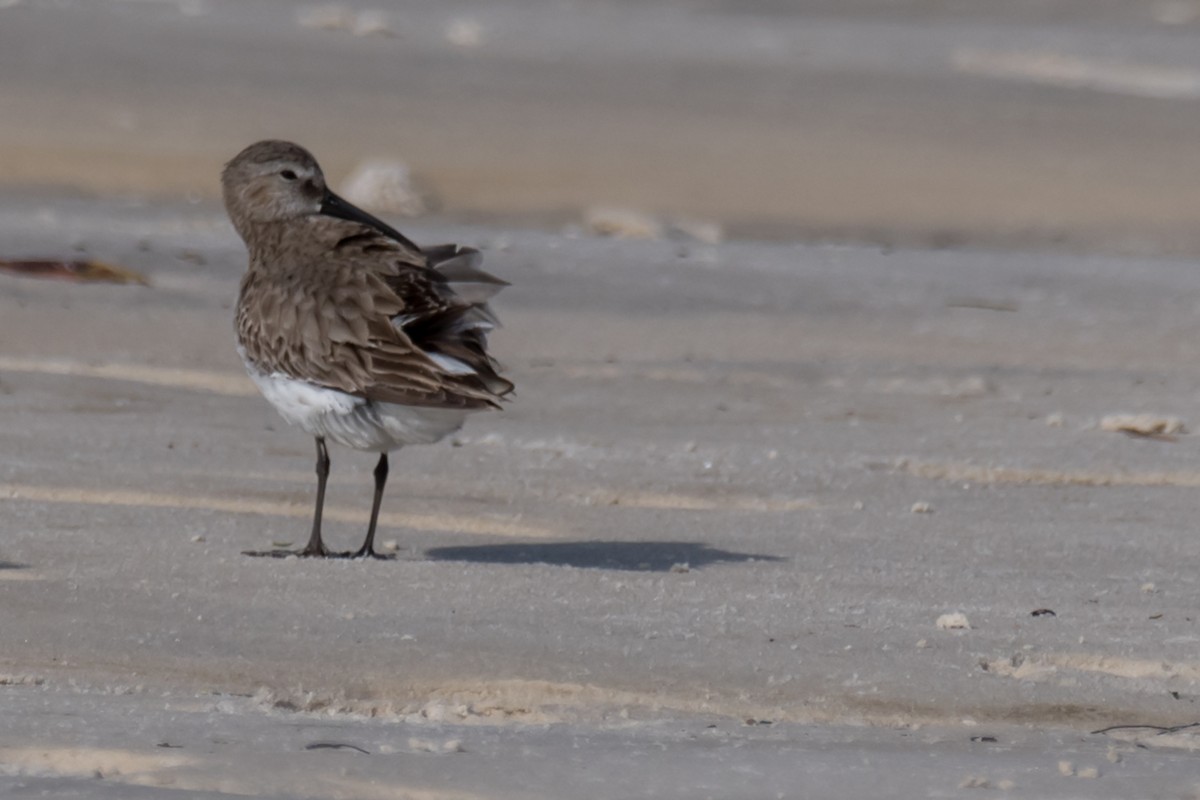 Dunlin - ML540481041