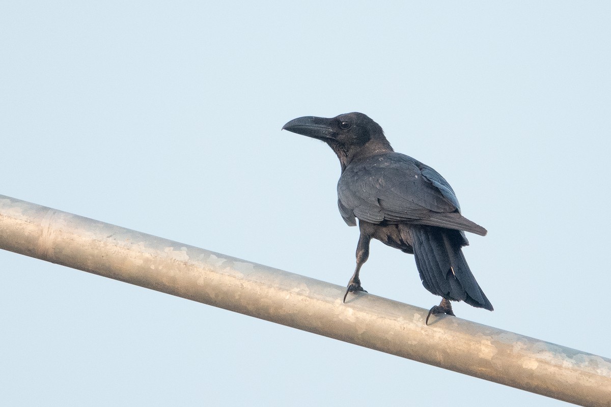 Large-billed Crow (Eastern) - ML540481101