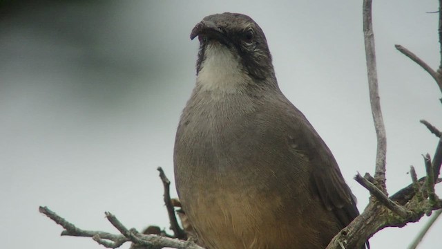 California Thrasher - ML540482171