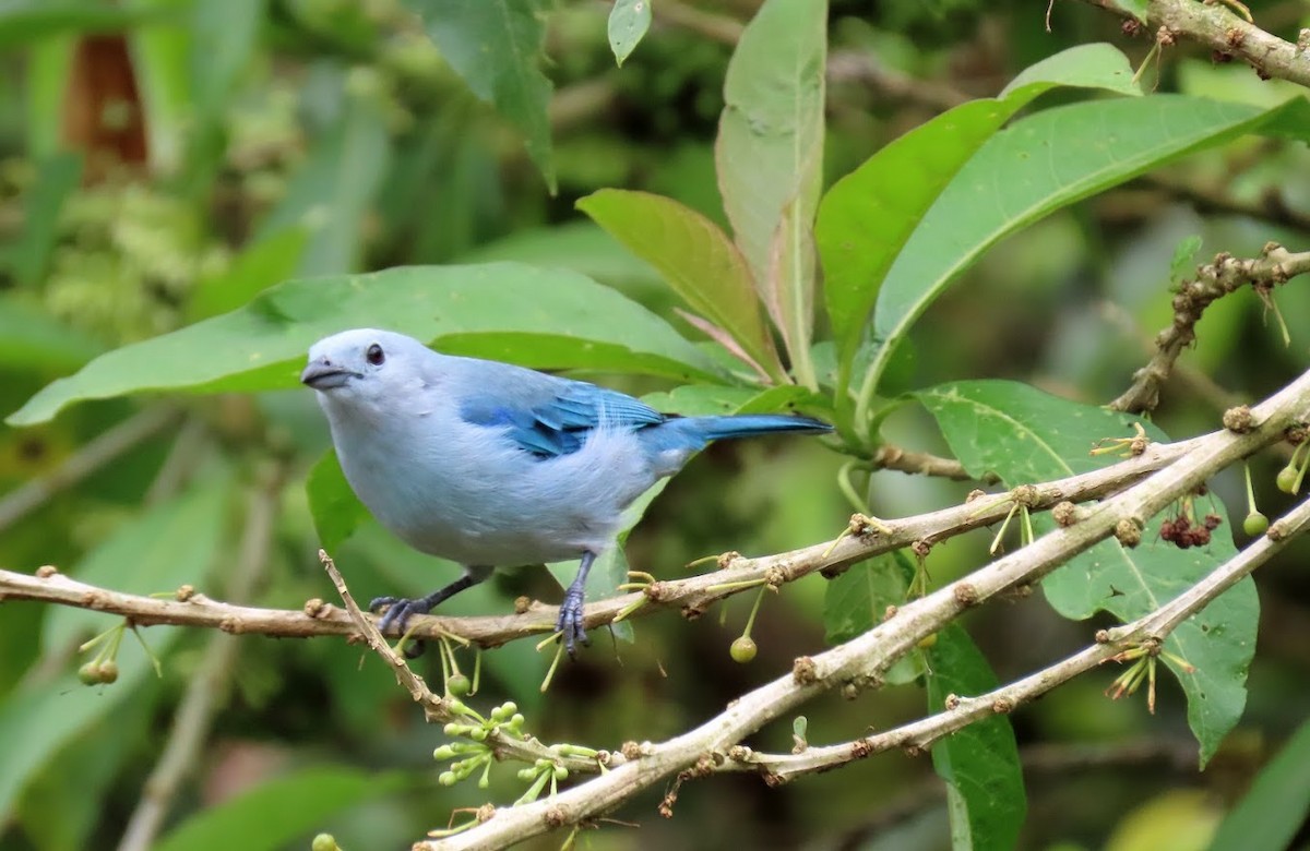 Blue-gray Tanager - ML540483141