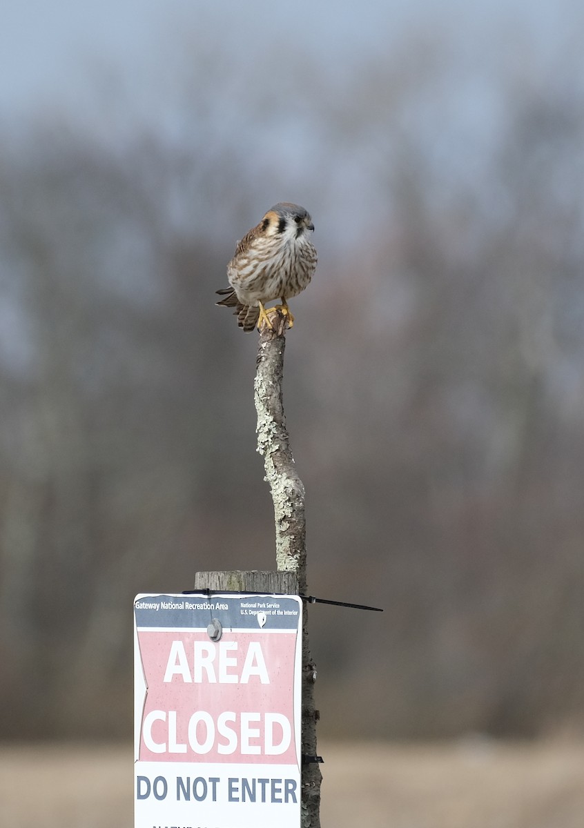 American Kestrel - ML540483411