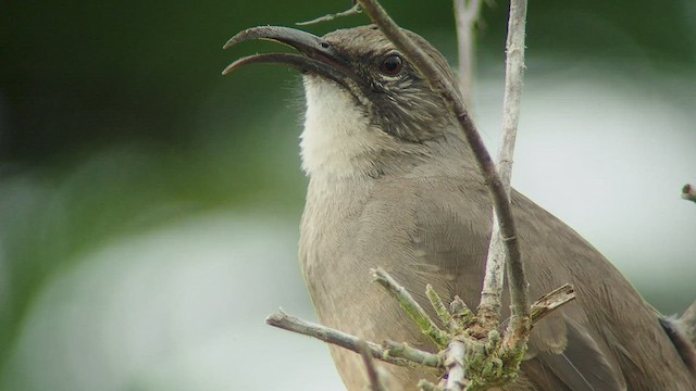 Калифорнийский пересмешник - ML540483851