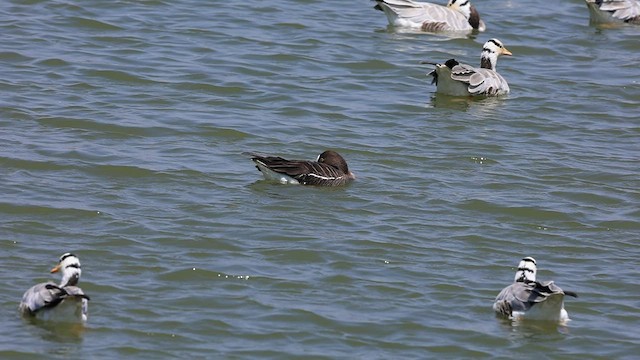 Lesser White-fronted Goose - ML540484071