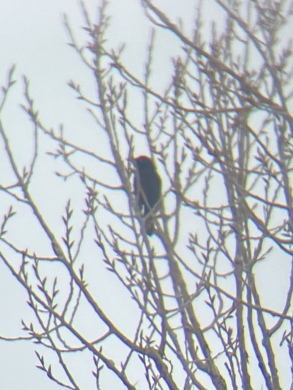 Common Grackle - ML540486521