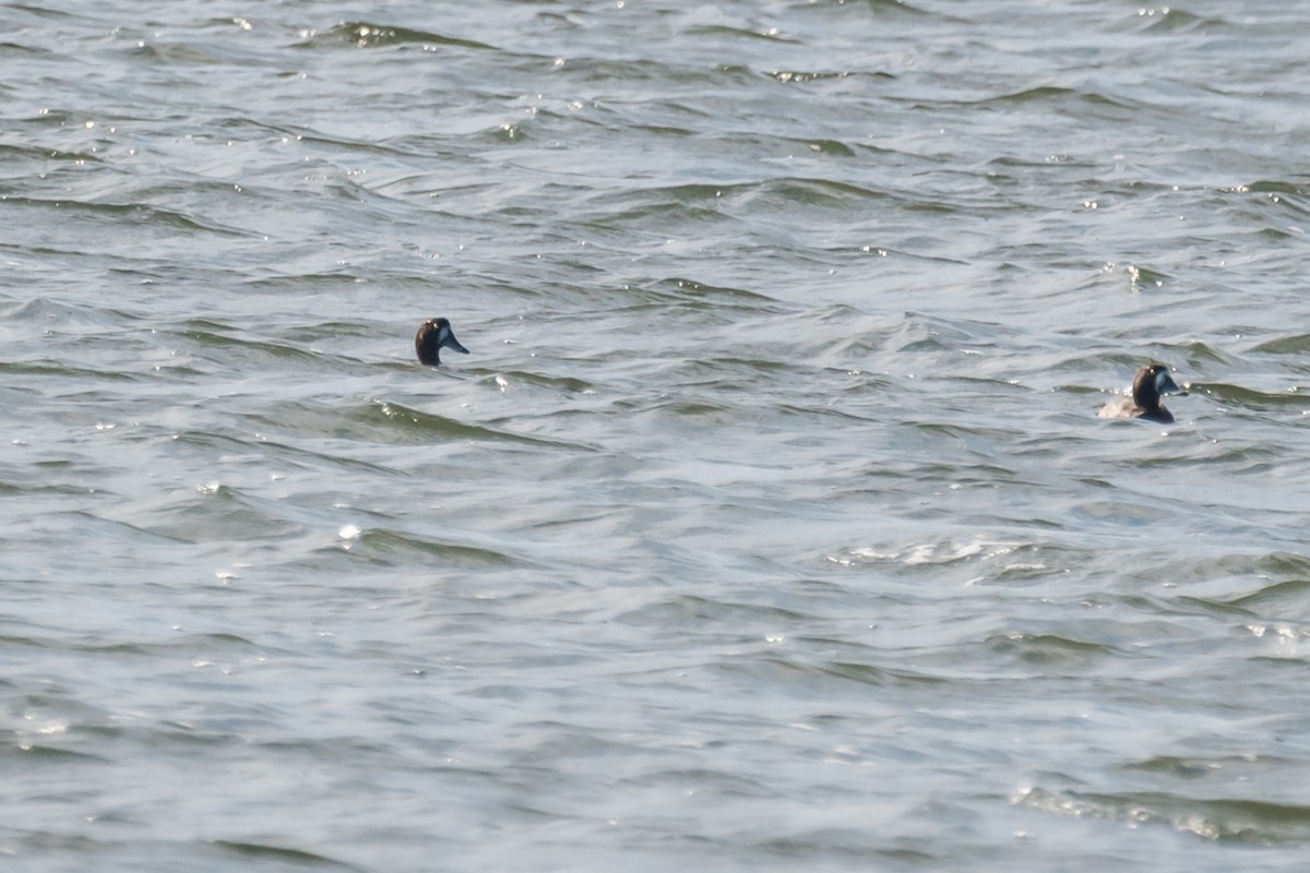 Lesser Scaup - ML540487931