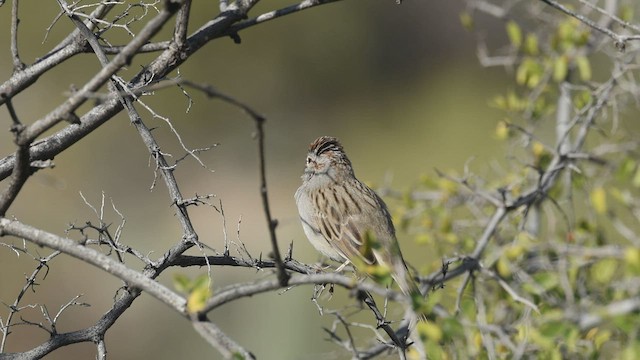 Bruant à épaulettes - ML540487941