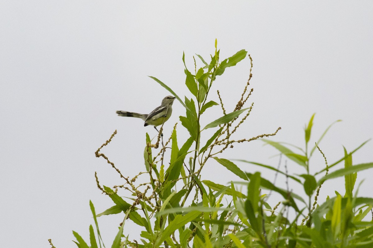 Lesser Wagtail-Tyrant - Eduardo Joel