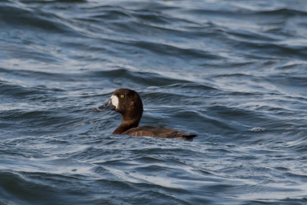 Greater Scaup - ML540488321