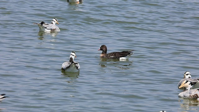Lesser White-fronted Goose - ML540489381