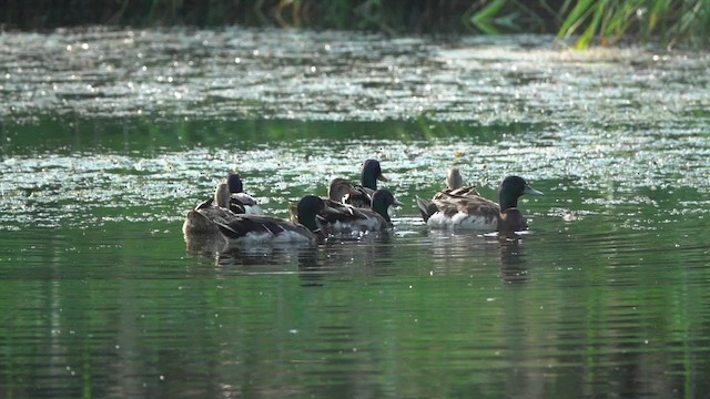 Fehlfarben-Stockente/Hausente - ML540490091