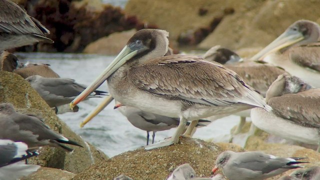 pelikán hnědý (ssp. californicus) - ML540490401
