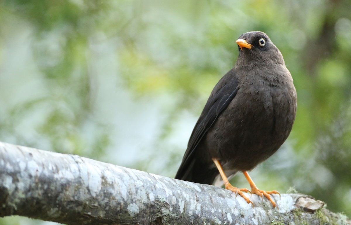 Sooty Thrush - Luke Seitz