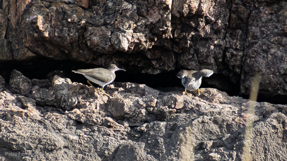 Spotted Sandpiper - ML540490811