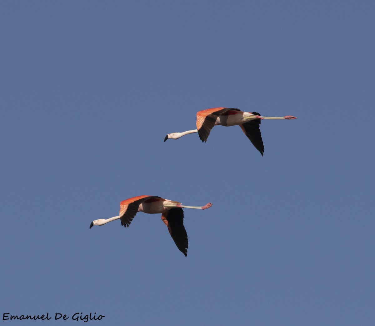 Chilean Flamingo - ML540491201