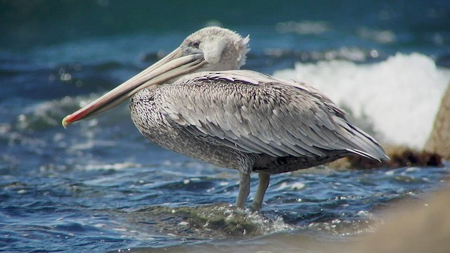 pelikán hnědý (ssp. californicus) - ML540493171