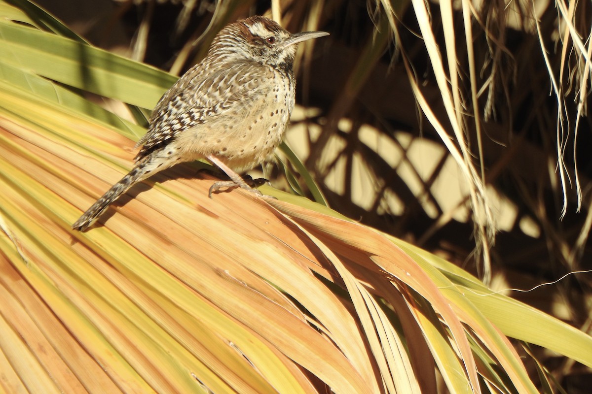 Cactus Wren - ML540493321