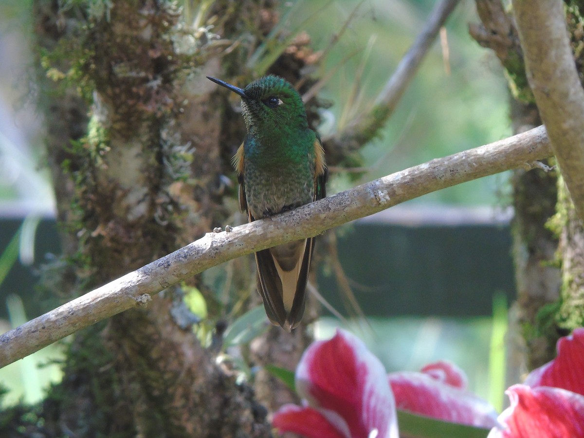 Fawn-breasted Brilliant - ML540493581