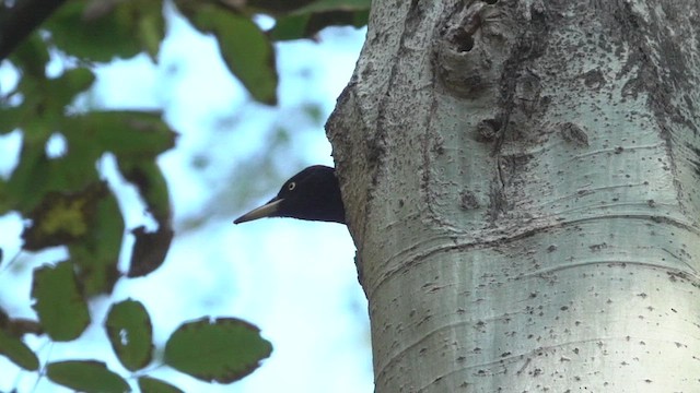 Black Woodpecker - ML540494271