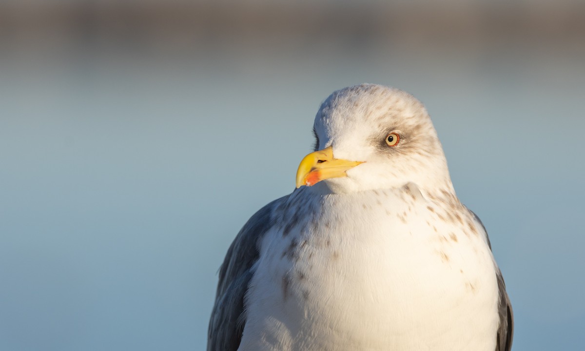 Lesser Black-backed Gull - ML540494611