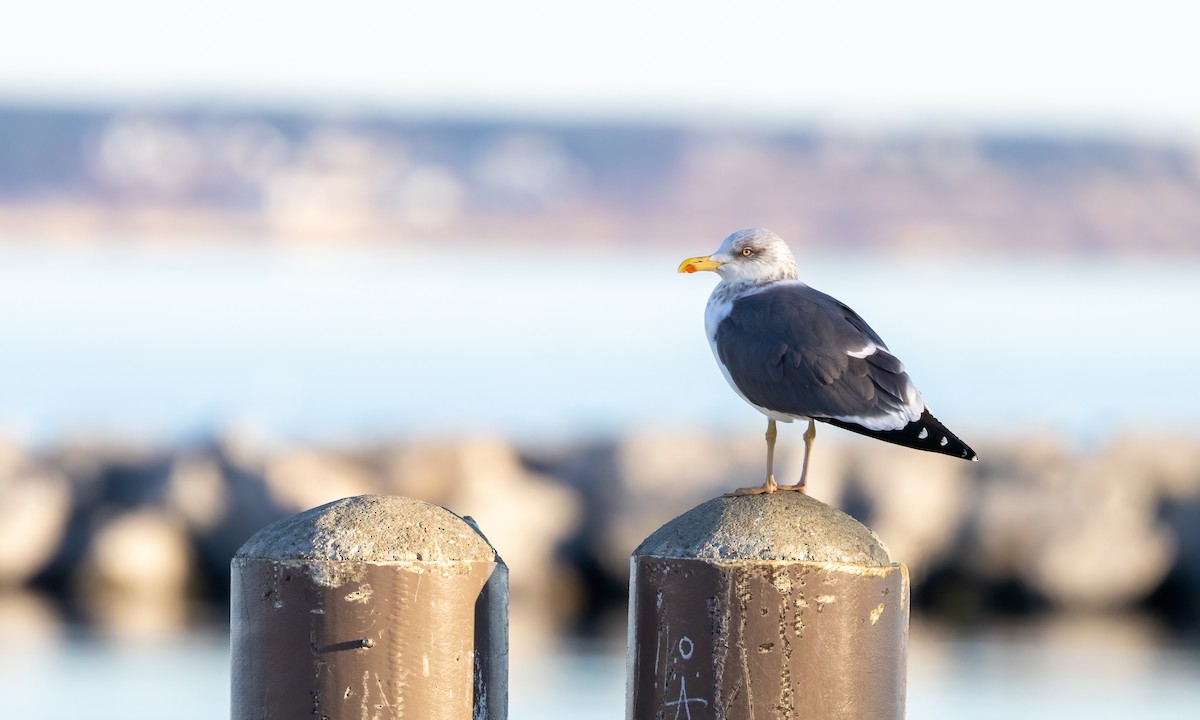 Lesser Black-backed Gull - ML540494701